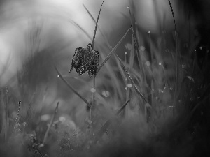 blur, Fritillaria meleagris, grass