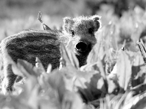 grass, young, Boar