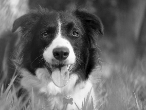 Border, Meadow, grass, Collie