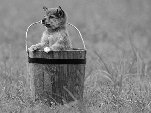 grass, dog, Bucket