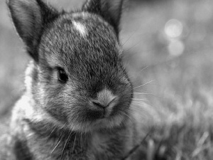 grass, small, Bunny