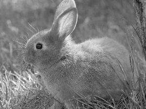 Bunny, grass