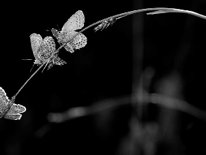 grass, beatyfull, butterflies