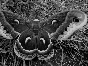 grass, exotic, butterfly