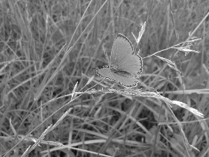 butterfly, grass