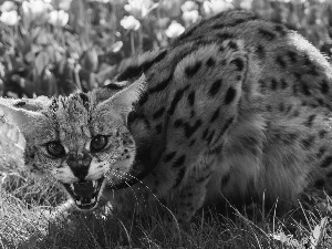 grass, Serval, canines