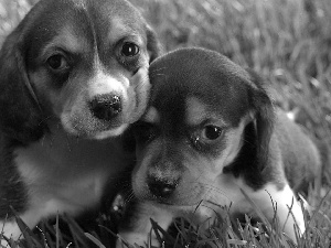 Two cars, an, grass, puppies