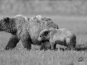 Two cars, brown, grass, bears