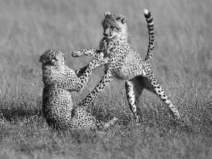 Two cars, Cheetah, grass, young