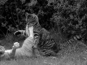 Two cars, play, grass, cats