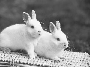 Two cars, Rabbits, grass, White