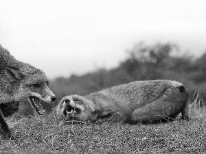 Two cars, Teeth, grass, fox