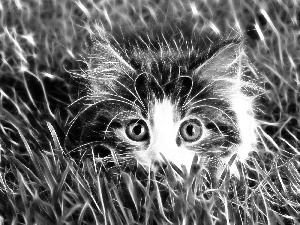 cat, grass