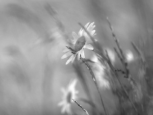 Daisy, Flowers, grass