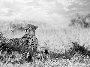 Cheetah, grass