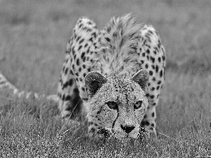 Cheetah, grass