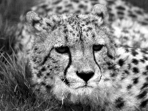 Cheetah, grass