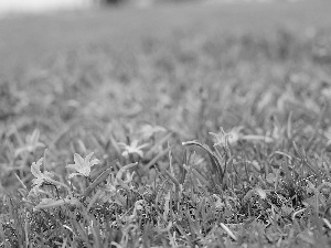 colchicum, Flowers, grass, purple