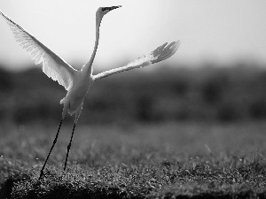 heron, grass