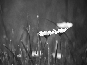 grass, Flowers, daisies