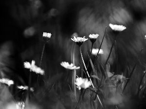 daisies, grass