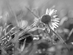 daisy, grass