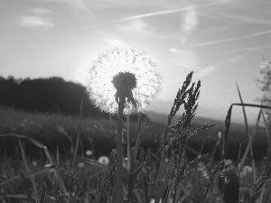 dandelion, grass