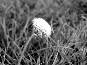 dandelion, grass