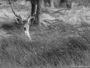 grass, young, deer