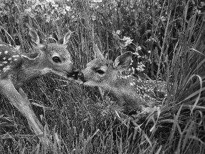 deer, grass