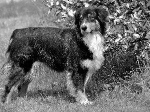 dog, grass