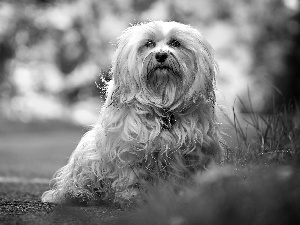 dog, grass