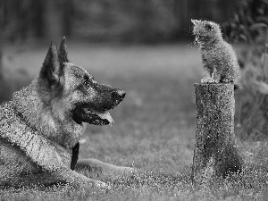 grass, kitten, dog