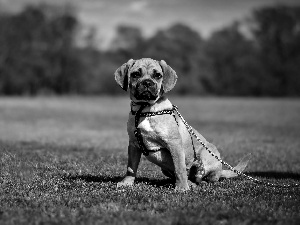 dog, Meadow, grass, cord