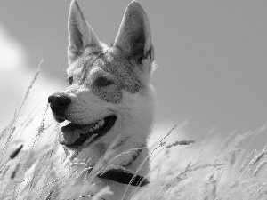 dog, Meadow, grass, Husky