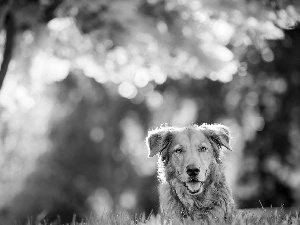 Mixed-breed dog, Tounge, grass, dog