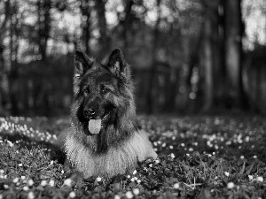 sheep-dog, forest, grass, german