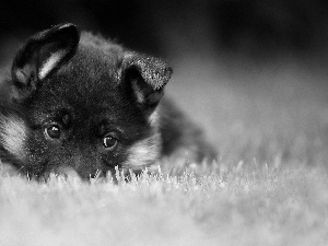 sheep-dog, Puppy, grass, german