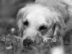 White, Golden Retriever, grass, dog