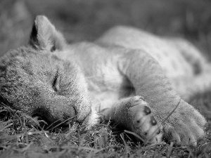 grass, lion, dream