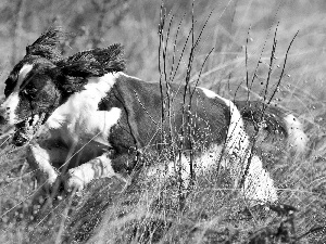 grass, dog, dry