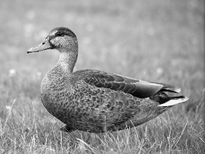 duck, grass
