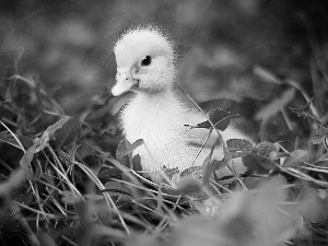 grass, small, Ducky