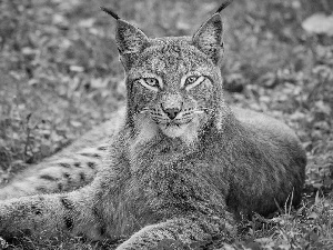 grass, Lynx, ears