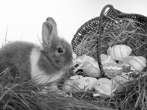 eggs, Rabbit, grass, Easter, Hay, basket