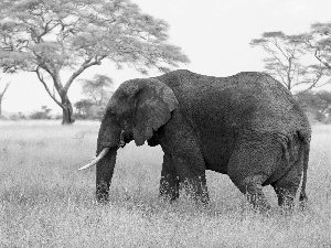 Elephant, viewes, grass, trees