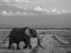 Elephant, Way, grass, Mountains