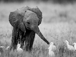 grass, young, Elephant