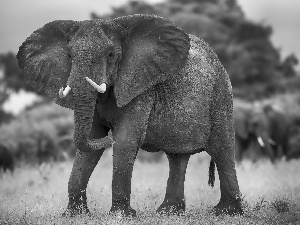 Elephant, grass