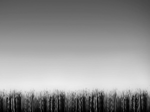 grass, Green, equal